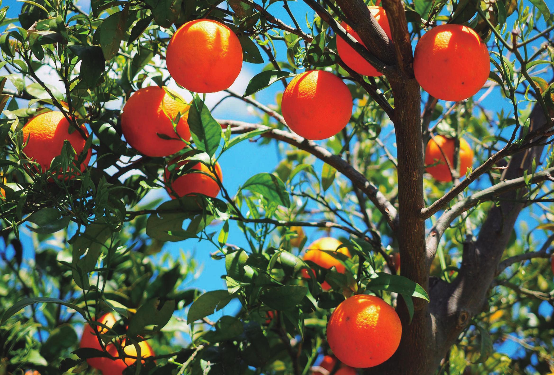 Cuidados básicos para los árboles frutales « UNNOBA
